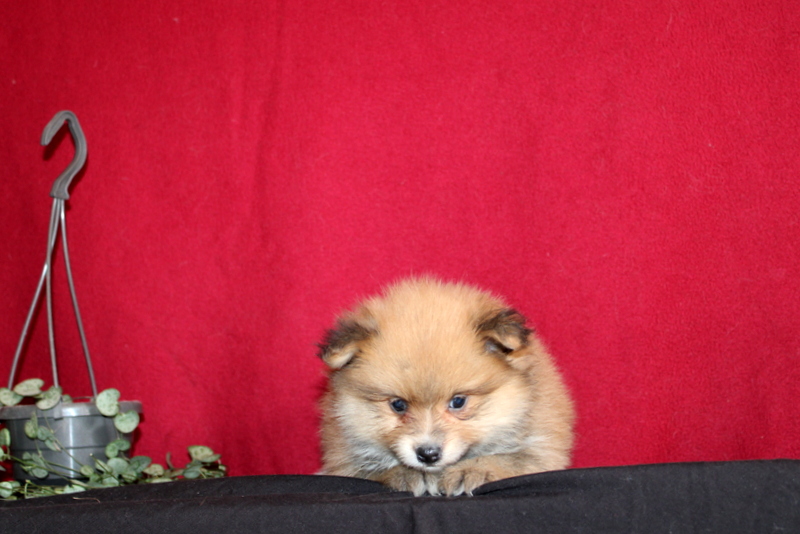 puppy, for, sale, Pomeranian, Matthew B. Stoltzfus, dog, breeder, Gap, PA, dog-breeder, puppy-for-sale, forsale, nearby, find, puppyfind, locator, puppylocator, aca